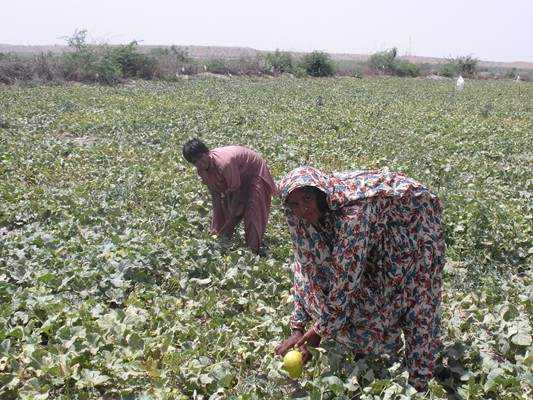 Melon growing family missed by vaccination campaigns highlights the necessity of improving micro plans. UNICEF / Pakistan
