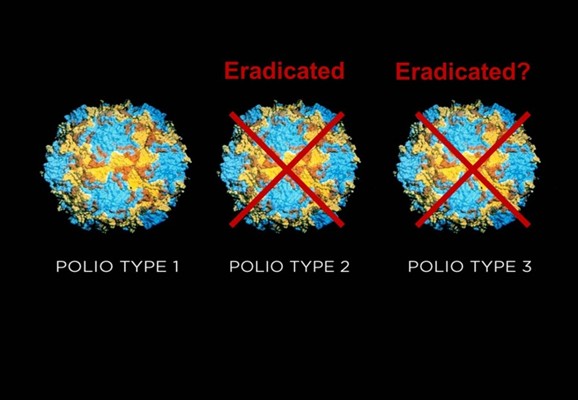  Two of the three strains of poliovirus left may have now been eradicated for good.